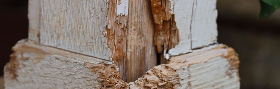 San Francisco termite damage