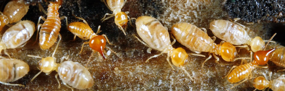 San Francisco termite control and management