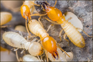 San Francisco termite exterminator