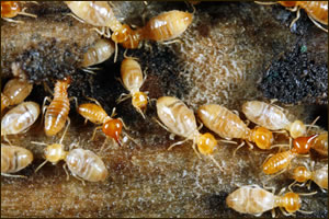 San Francisco Termite Damage